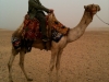 Karl on Camel